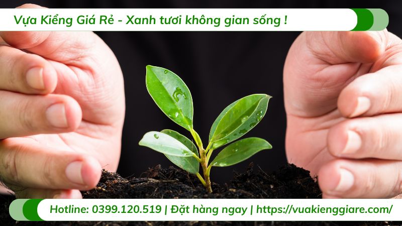 cây cảnh sân vườn