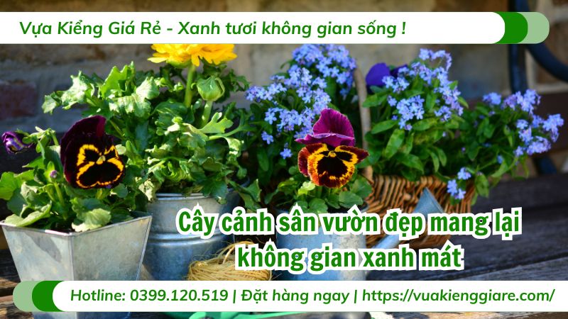 cây cảnh sân vườn