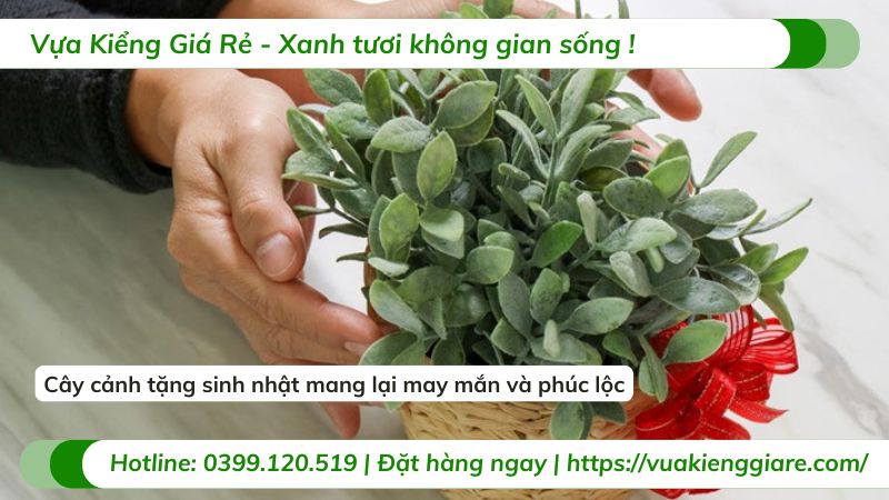 cây cảnh tặng sinh nhật