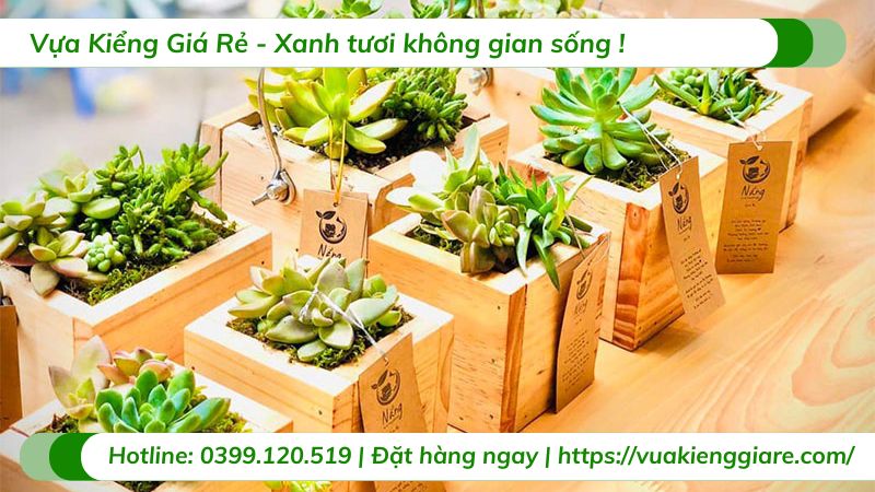 cây cảnh tặng sinh nhật