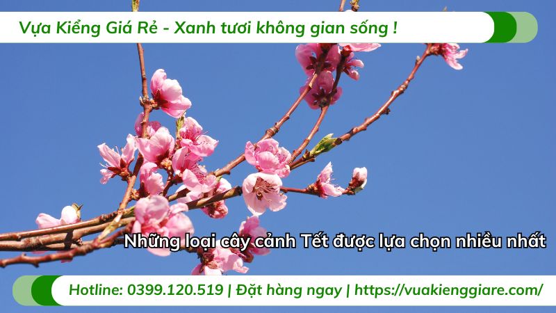 cây cảnh tết