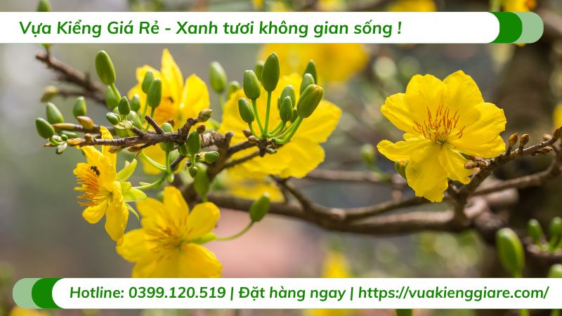 cây cảnh tết
