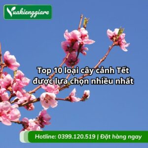 cây cảnh Tết