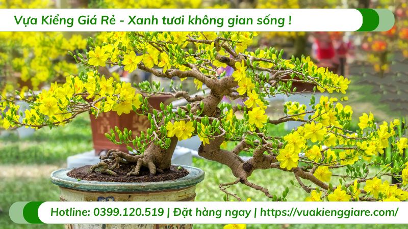 cây cảnh tết