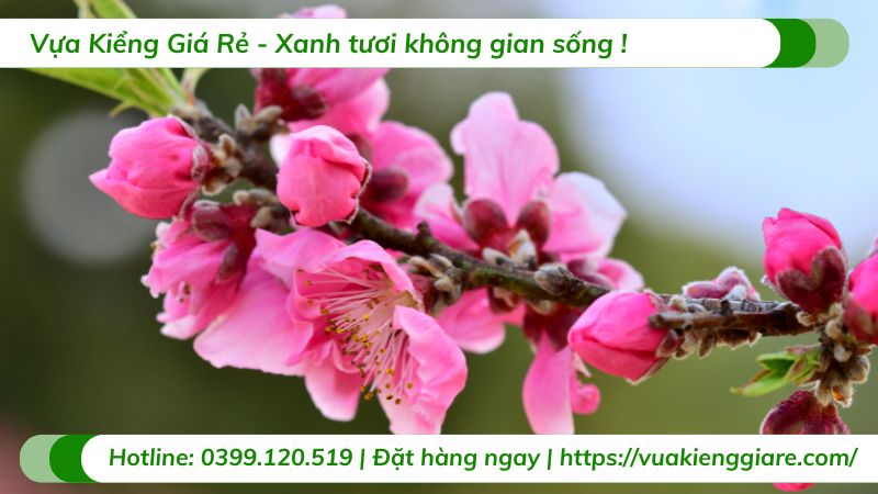 cây cảnh tết