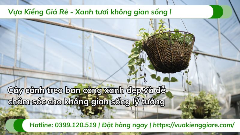 cây cảnh treo ban công