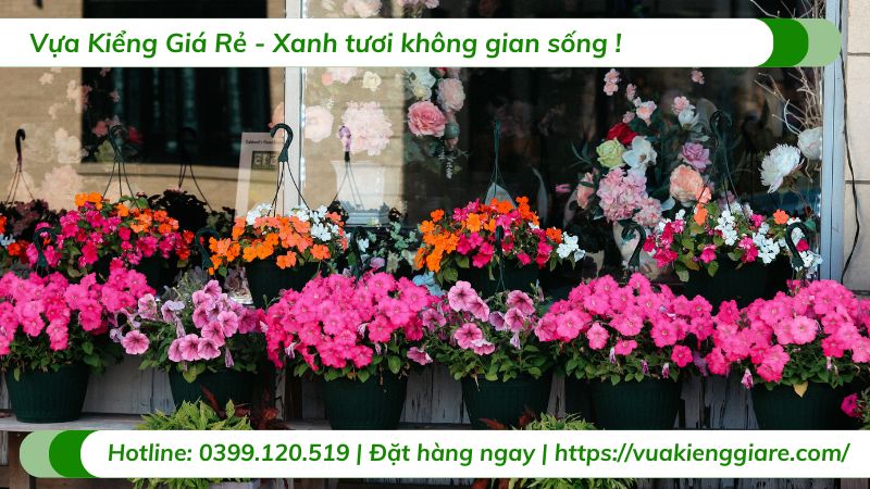 cây cảnh treo ban công