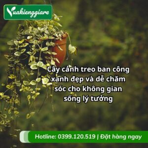 cây cảnh treo ban công