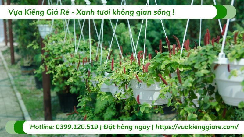 cây cảnh treo ban công