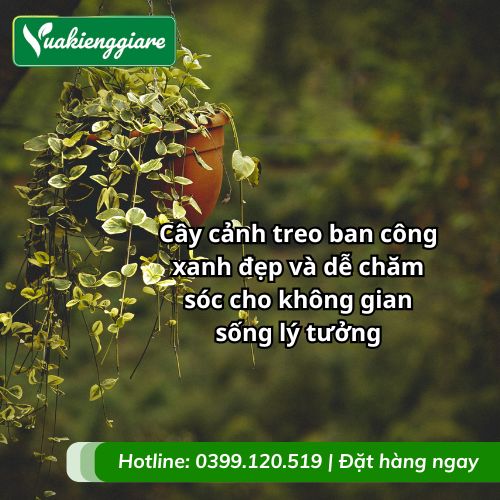 cây cảnh treo ban công