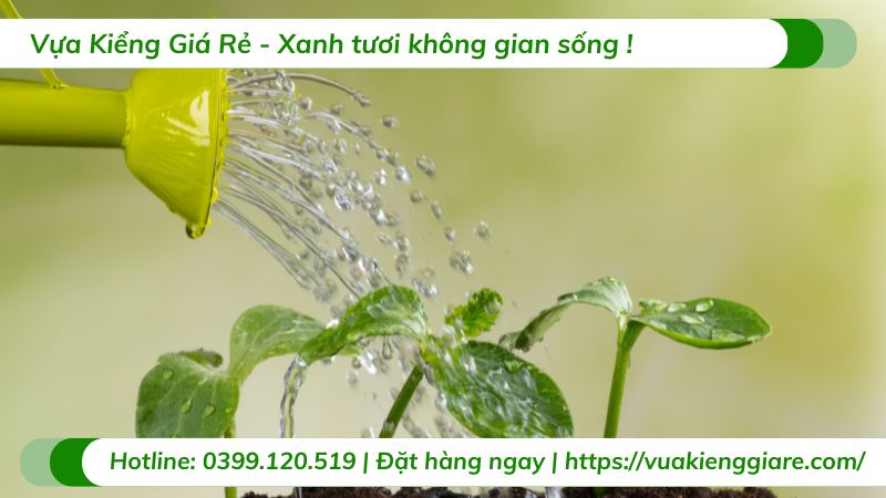 cây cảnh trong nhà