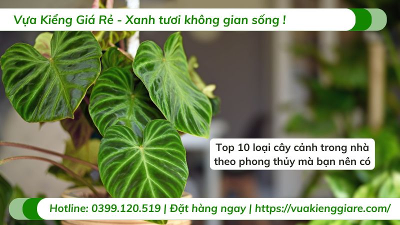 cây cảnh trong nhà theo phong thủy