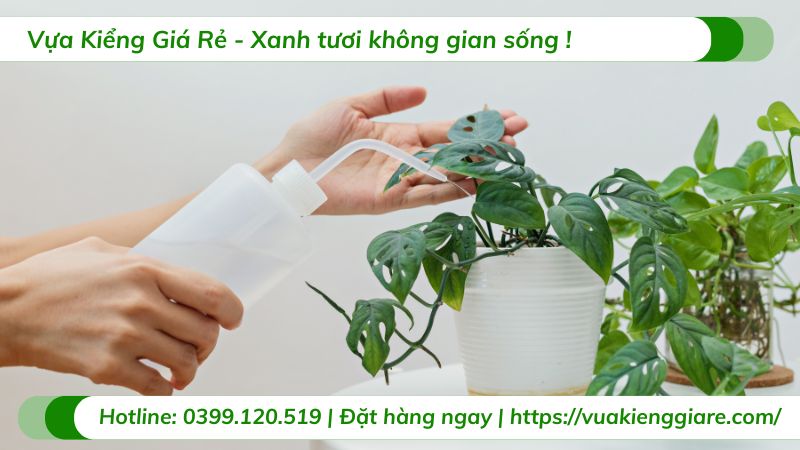 cây cảnh trong nhà theo phong thủy