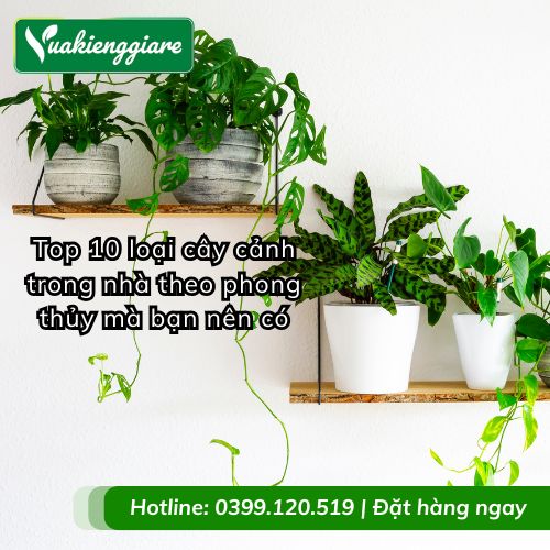 cây cảnh trong nhà theo phong thủy