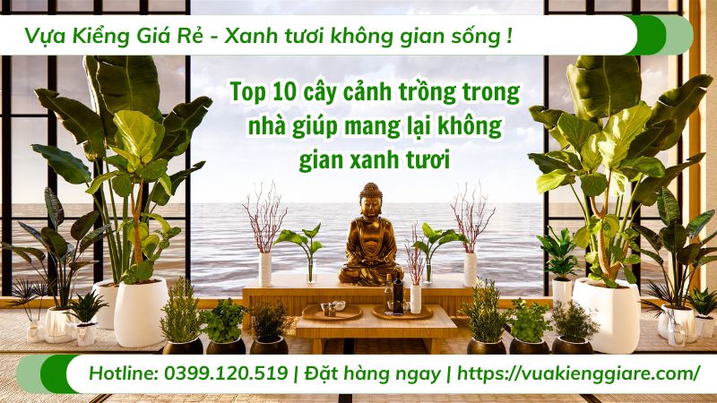 cây cảnh trồng trong nhà
