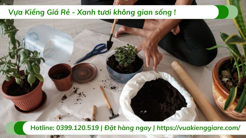 cây cảnh trồng trong nhà