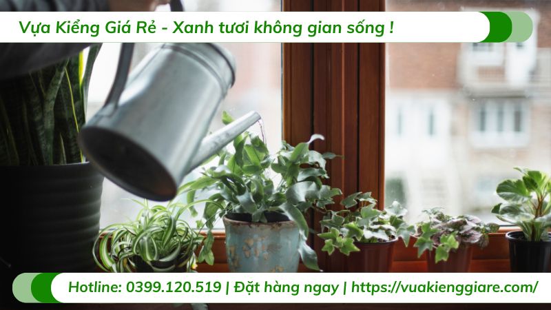 cây cảnh trồng trong nhà