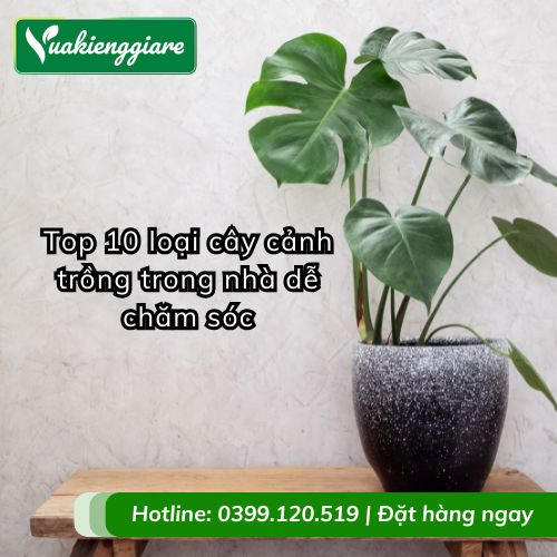 cây cảnh trồng trong nhà