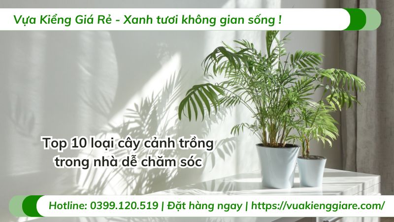 cây cảnh trồng trong nhà
