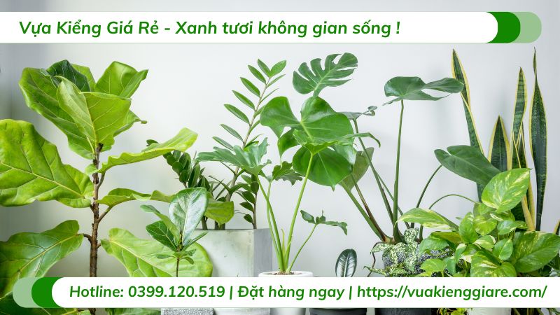 cây cảnh trồng trước nhà
