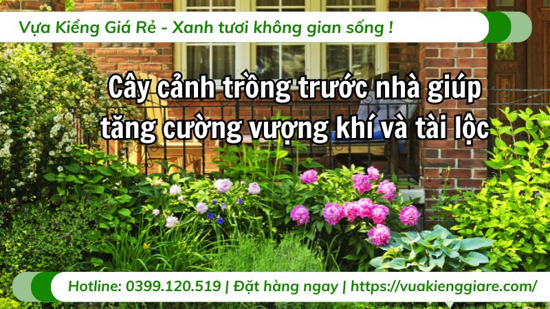 cây cảnh trồng trước nhà
