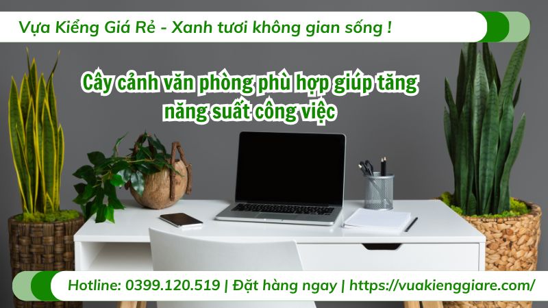 cây cảnh văn phòng