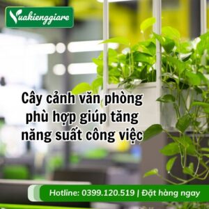 cây cảnh văn phòng