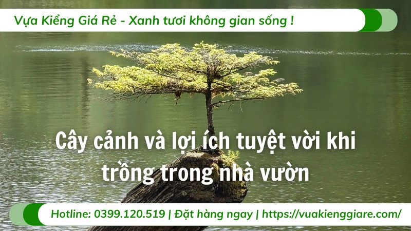 cây cảnh