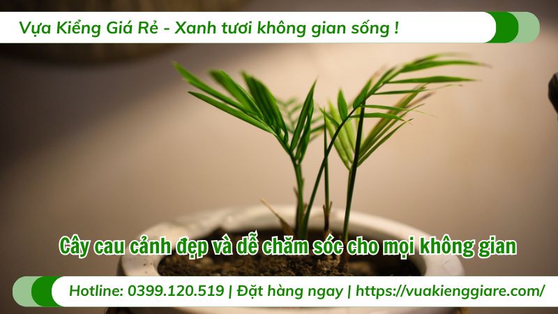 cây cau cảnh