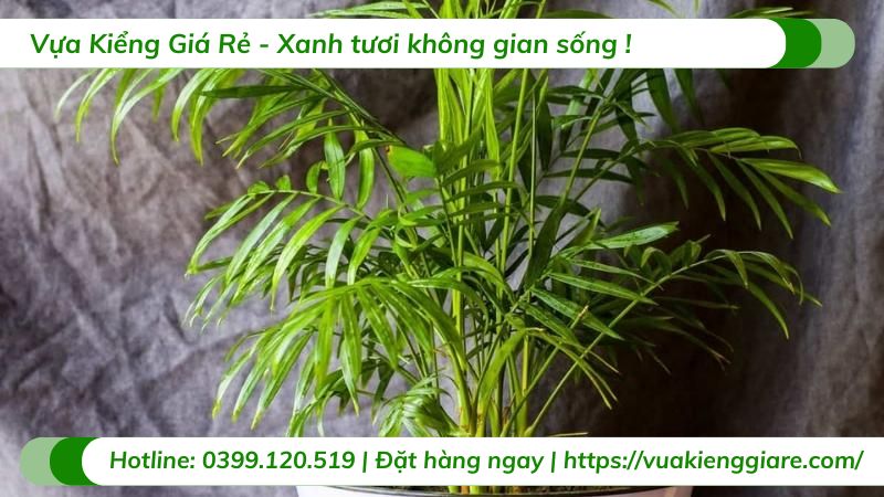cây cau cảnh