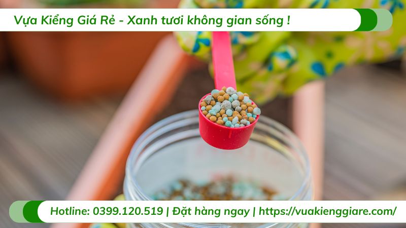 cây cau cảnh