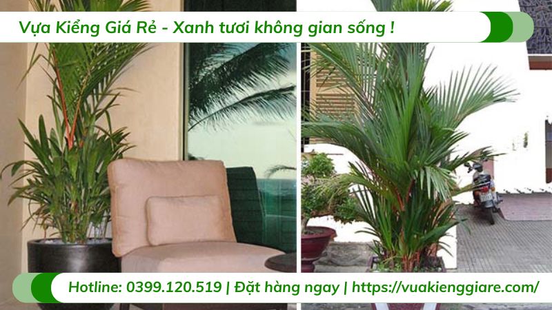 cây cảnh văn phòng