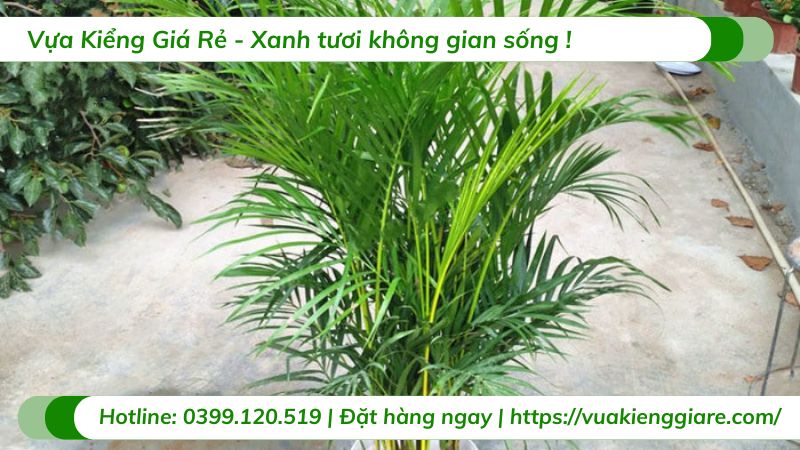 những loại cây trồng trong nhà không cần ánh sáng