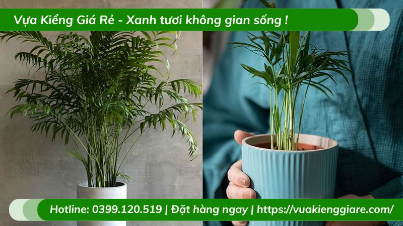 mệnh mộc nên trồng cây gì trong nhà