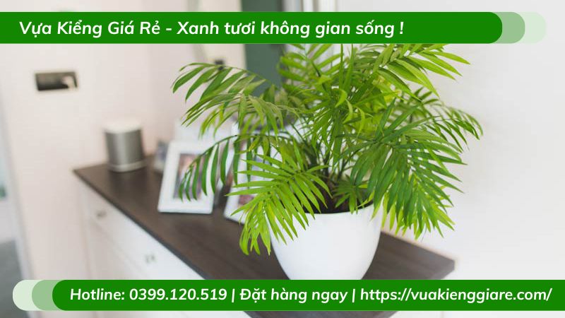 những loại cây trồng trong nhà tốt cho sức khỏe