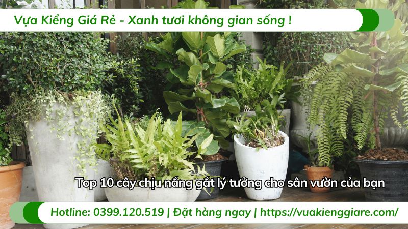 cây chịu nắng gắt
