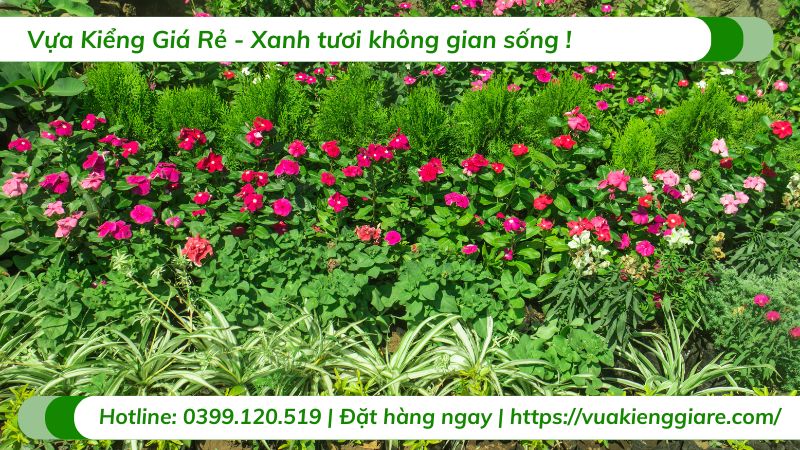 cây chịu nắng gắt