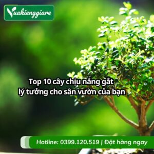 cây chịu nắng gắt