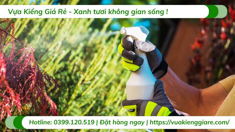 cây chịu nắng gắt