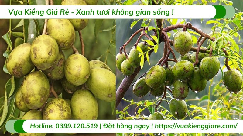 Cây cóc cồ - cóc ta (cây giống)