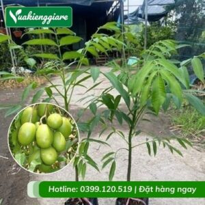Cây cóc cồ - cóc ta (cây giống)