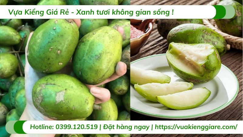 Cây cóc cồ - cóc ta (cây giống)