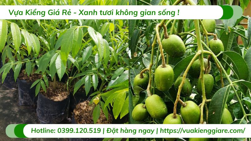Cây cóc thái (cây giống)