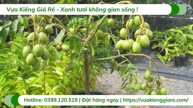 Cây cóc thái (cây giống)