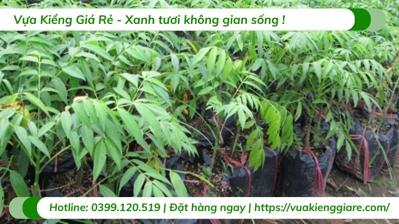 Cây cóc thái (cây giống)