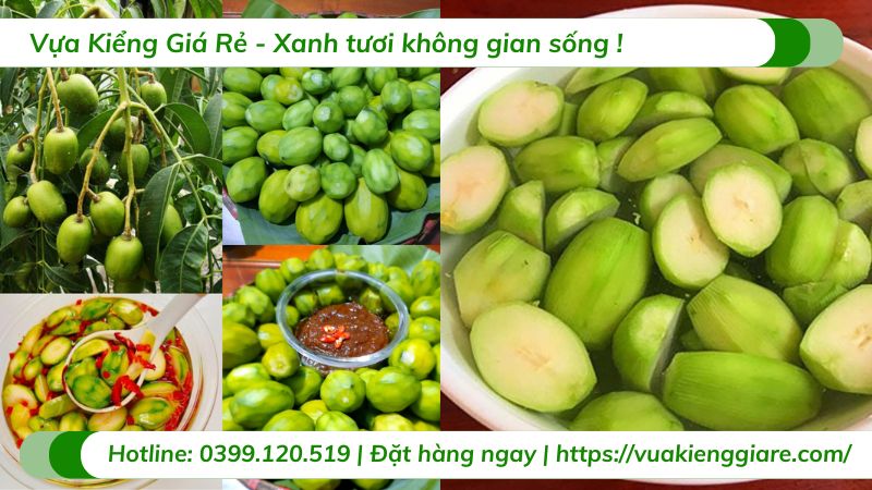 Cây cóc thái (cây giống)