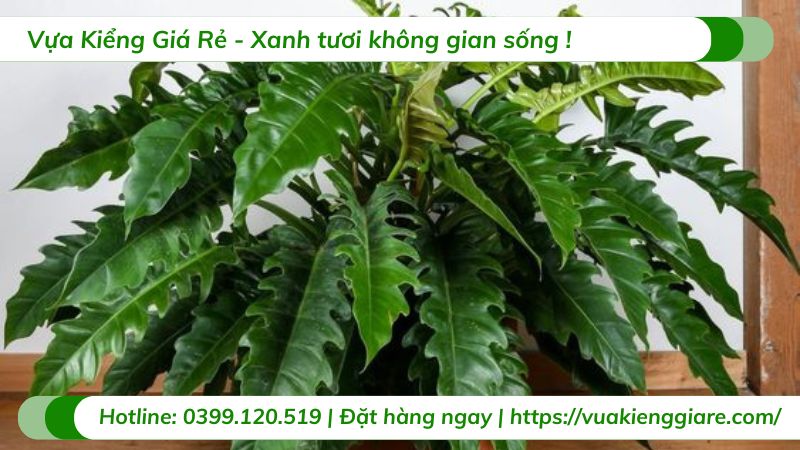 cây cảnh để trong nhà