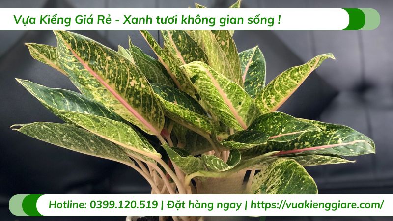 những loại cây trồng trong nhà không cần ánh sáng