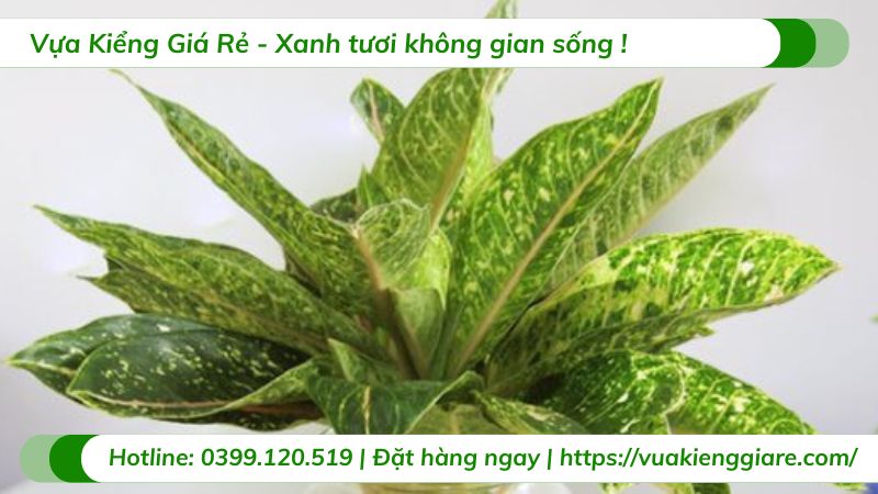 cây cung điện vàng
