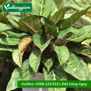 cây cung điện vàng